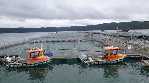 SI salmon farm